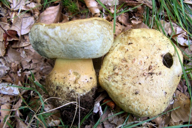 Boletus sp. , ma quale? - Gyroporus cyanescens